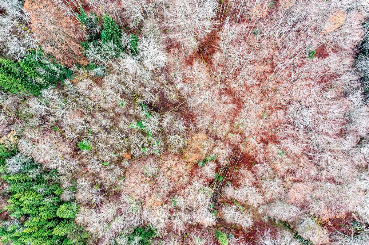 Canopée d'arbres blancs et roses vue du dessus — photographie par drone