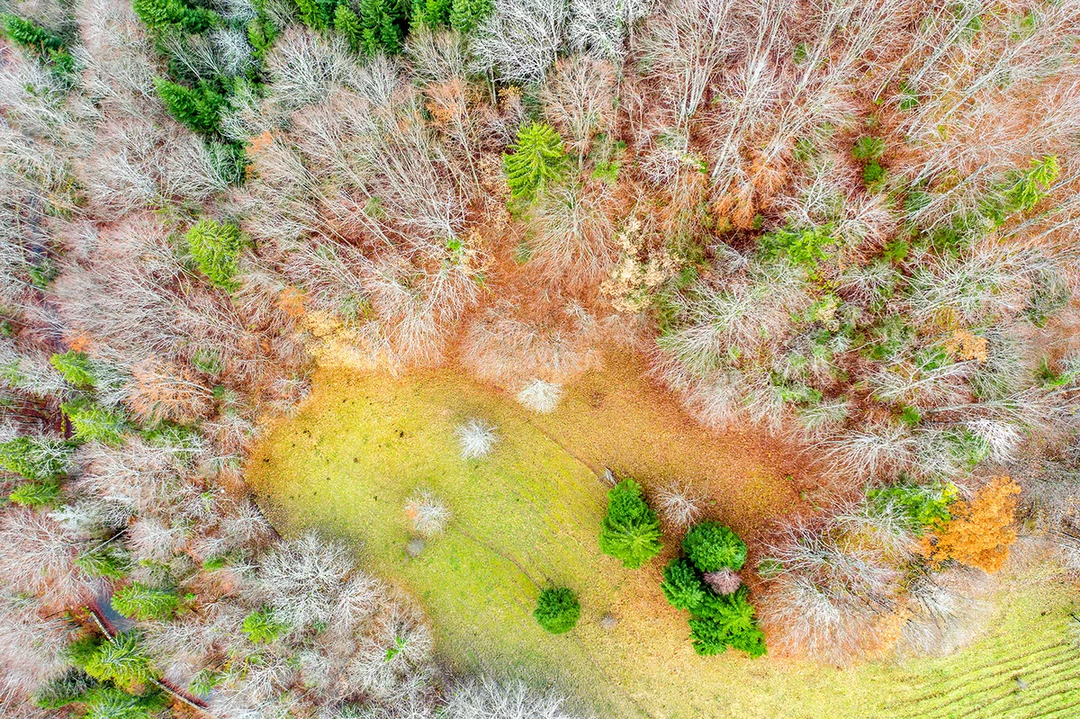 Clairière automnale entourée de forêt, vue du ciel — photographie par drone